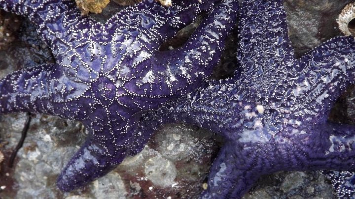 The Purple Starfish Bed & Breakfast