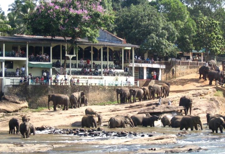 大象公园酒店(Hotel Elephant Park)