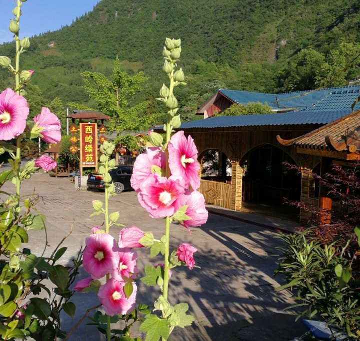 西岭雪山绿苑农家乐