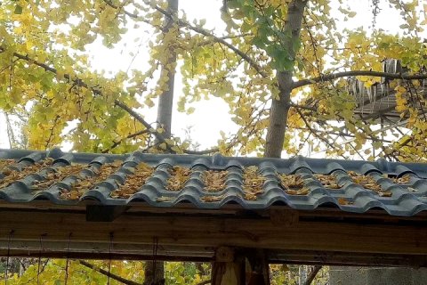 腾冲银杏村生态农家乐