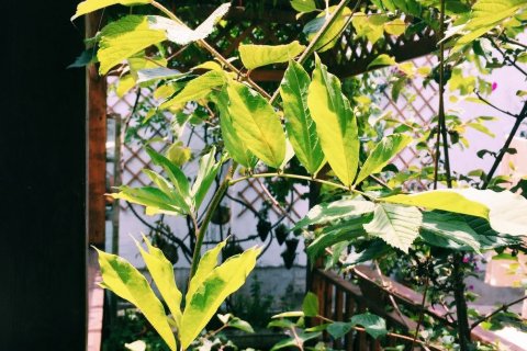 丽江古城天天家客栈