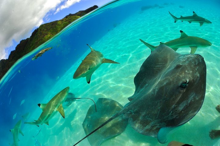 大溪地船屋酒店(Tahiti Sail and Dive)