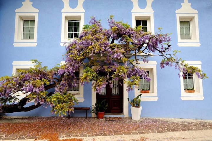 The Blue House