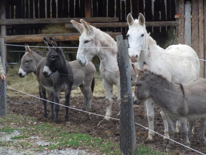 15 Min from Niagara Falls Holiday Home "The Hoblet" at Natures Energy Centre & Sanctuary