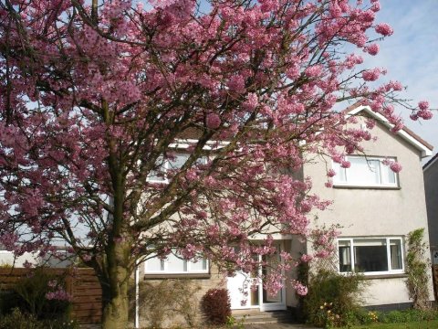 樱桃树住宿加早餐酒店(Cherrytrees Bed and Breakfast)