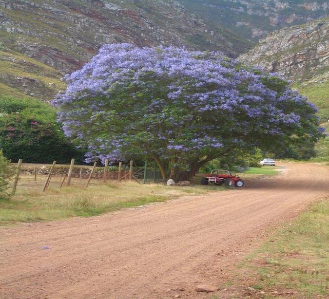 Cedric's Country Lodge