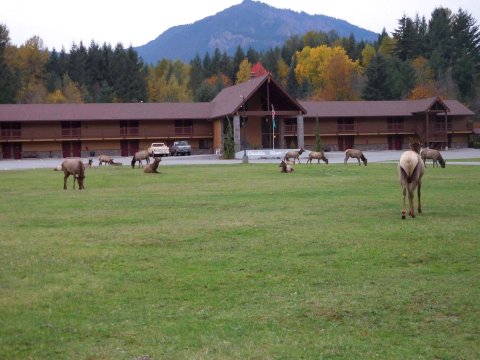 考利茨河汽车旅馆(Cowlitz River Lodge)