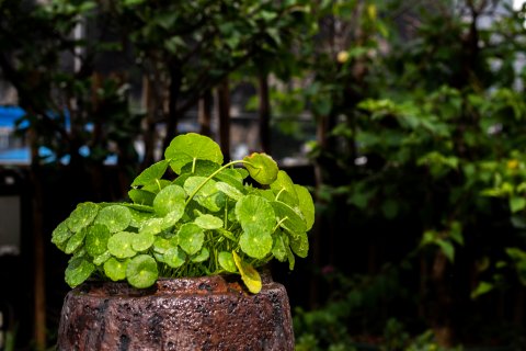悦意园酒店(阳朔西街店)