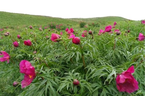 塔城建华玫瑰庄园公寓