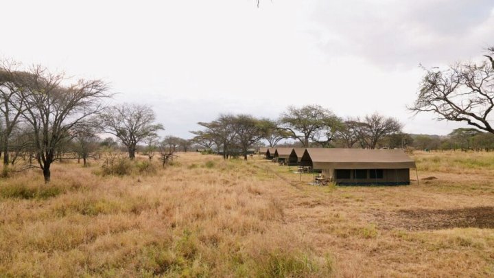 Rongai十一号塞伦盖蒂营地(Rongai Eleven Serengeti Camp)