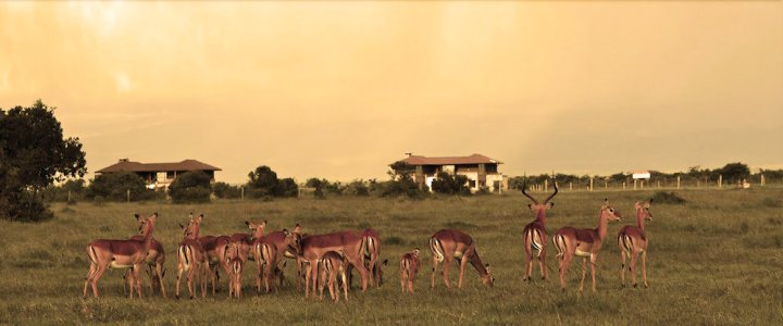 Ol 佩杰塔假日别墅酒店(Ol Pejeta Holiday Villas)