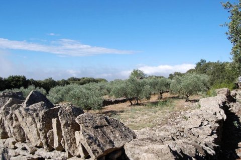 Cyprès du Paradis à Gordes