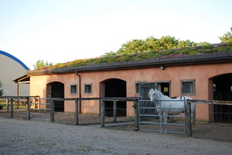 诺伊施塔特瑞特尔豪夫假日公寓酒店(Ferienwohnung Auf Pferdehof Bei Neustadt)