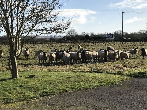 歇特克普斯农场假日小屋(Setcops Farm Holiday Cottages)