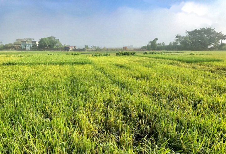 宁平五月家庭旅馆(May Homestay Ninh Binh)