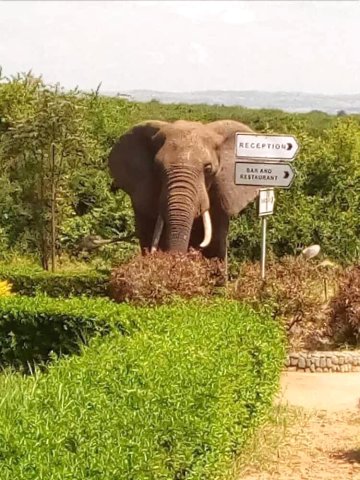 水牛野生动物园旅馆(Buffalo Safari Lodge)