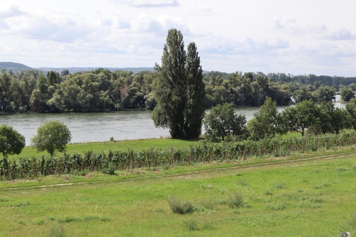 Rheinblick