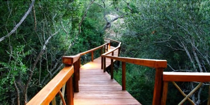 狮子树顶旅馆(Lion Tree Top Lodge)