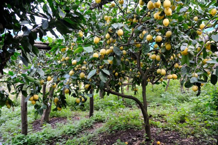 腾塔妈妈卡梅拉旅馆(Tenuta Mamma Carmela)