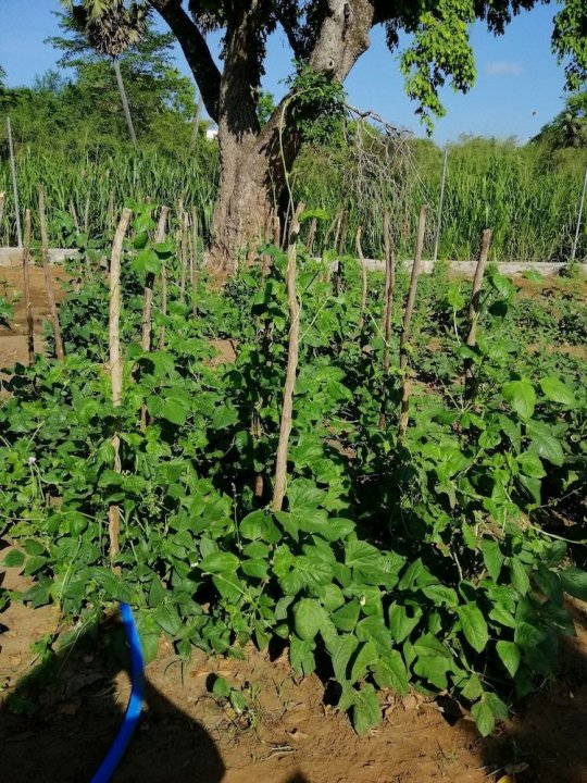 有机花园席格里亚酒店(Organic Garden Resort Sigiriya)