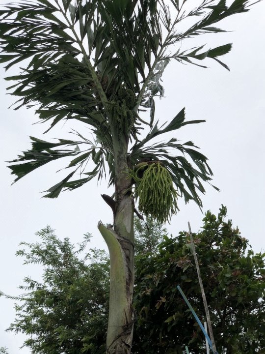 热带花园家庭旅馆(Tropical Garden Phu Quoc)