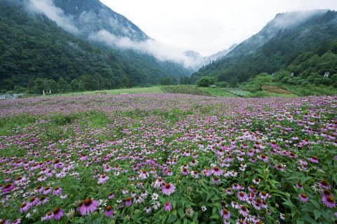 重庆百花谷生态度假酒店