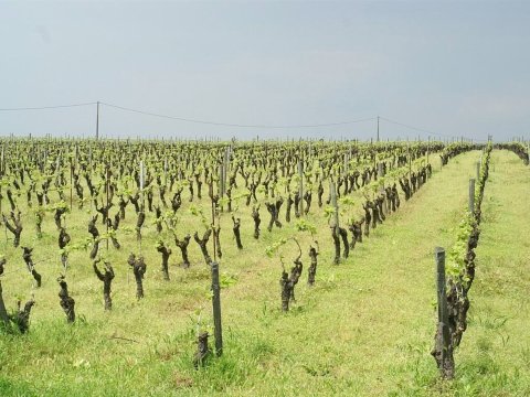 拉加利索尼埃城堡酒店(Château de la Galissonnière)