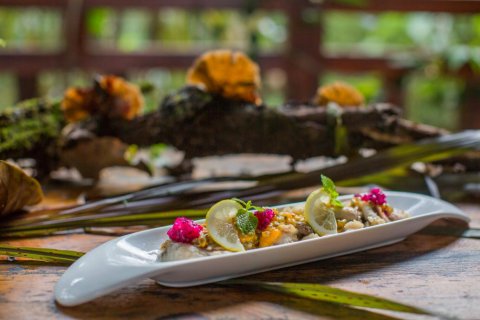 普洱小熊猫庄园