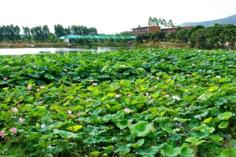 饶平联饶瓦岗寨生态旅游庄园