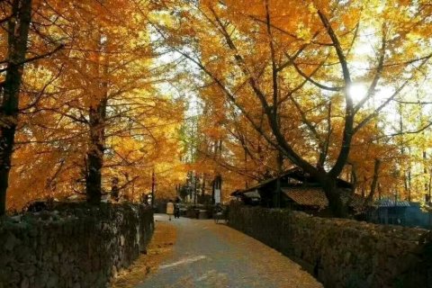 腾冲银杏村生态农家乐