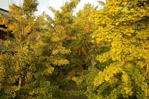 腾冲银杏村生态农家乐