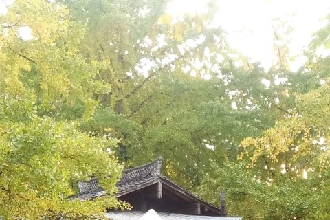 腾冲银杏村生态农家乐