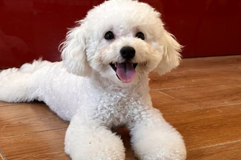 广州春田家家青年旅舍LAZY GAGA