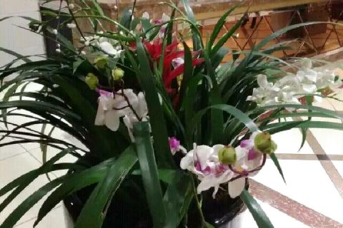 阿富尔连锁酒店(高县金帆店)