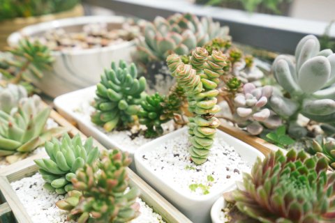 大理古城梵净客栈