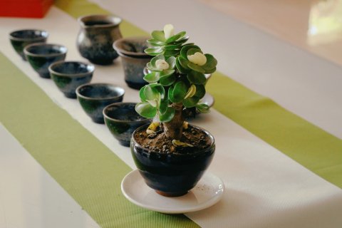 武夷山一缕阳光别墅客栈