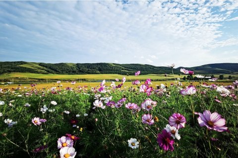 丰宁早安雄库鲁帐篷酒店