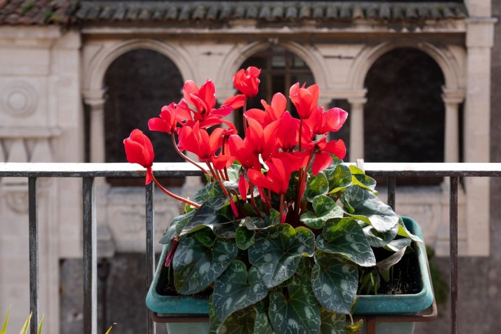 圣基亚拉特拉扎住宿加早餐旅馆(Terrazza Santa Chiara)