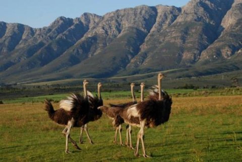 费恩博斯游客农场农家乐(Fynbos Guest Farm)