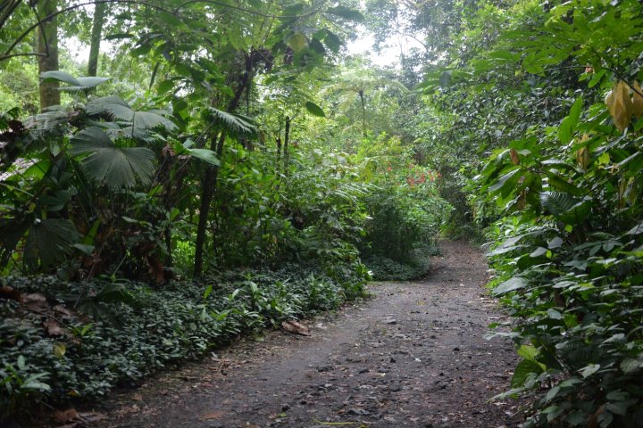 阿雷纳尔绿洲(Arenal Oasis)