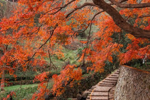 莫干山枫鹃谷忘山别墅