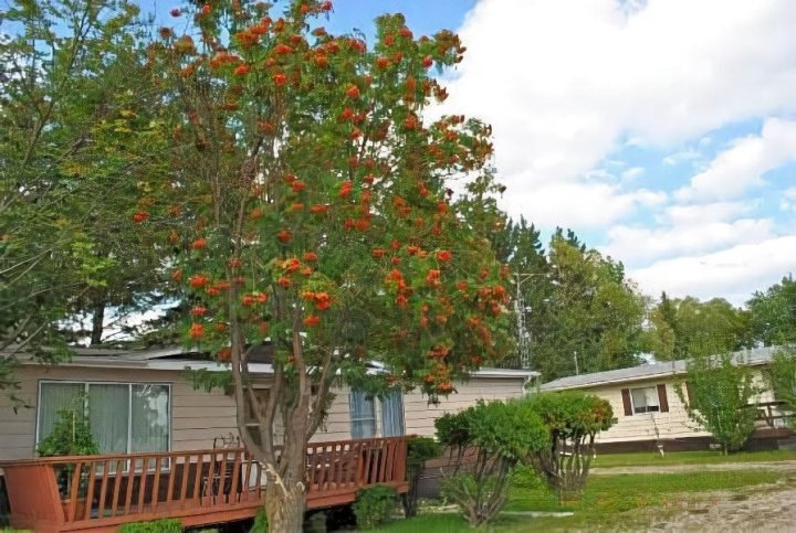 尼帕瓦汽车旅馆(Neepawa Motel)