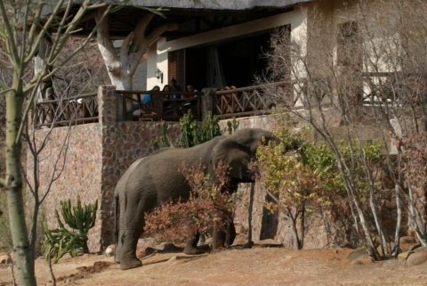 我们的酒店(Izingwe Lodge)