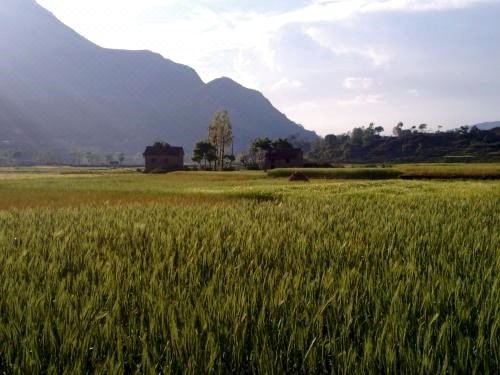 稻田小屋旅馆(The Little House in The Rice Fields)