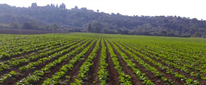 马瑟里亚斯特拉达农庄酒店(Masseria Strada Agriturismo)