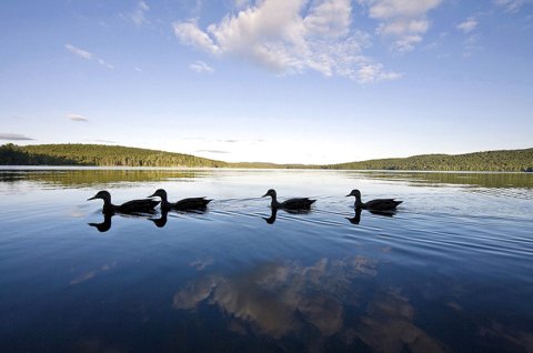 Killarney Lodge - Algonquin Park(Killarney Lodge - Algonquin Park)