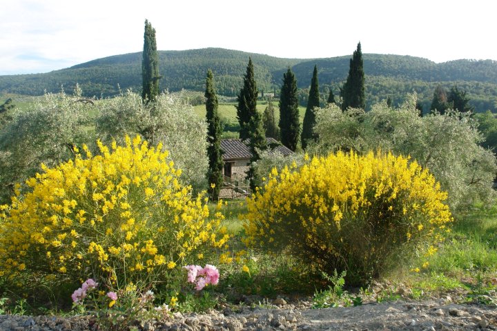 莱索多尔庄园 - 紫藤假日住宅(Tenuta le Sodole - Holiday Home Il Glicine)