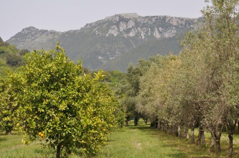 艾瑟德里酒店(I Cedri Agriturismo Biologico)