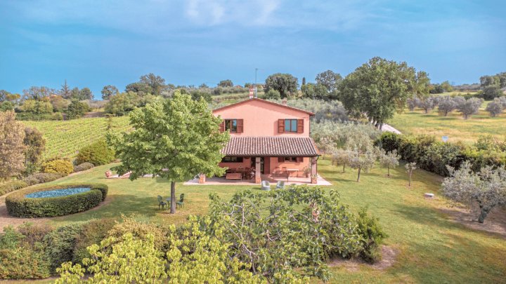 Escape In Umbria, vineyards of Mevania