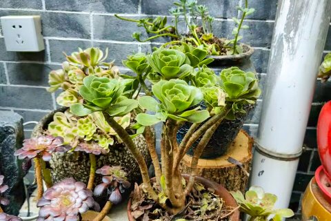 韶山红色人家农庄